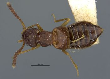 Media type: image;   Entomology 6579 Aspect: habitus dorsal view